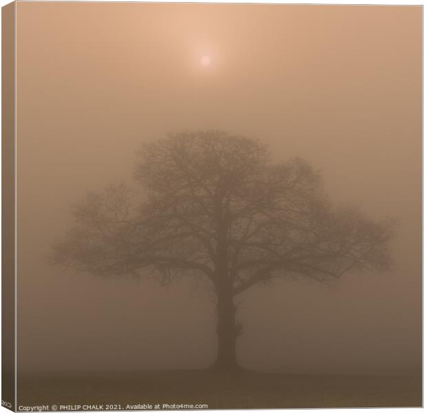 Oak tree in a field at sunrise 342  Canvas Print by PHILIP CHALK