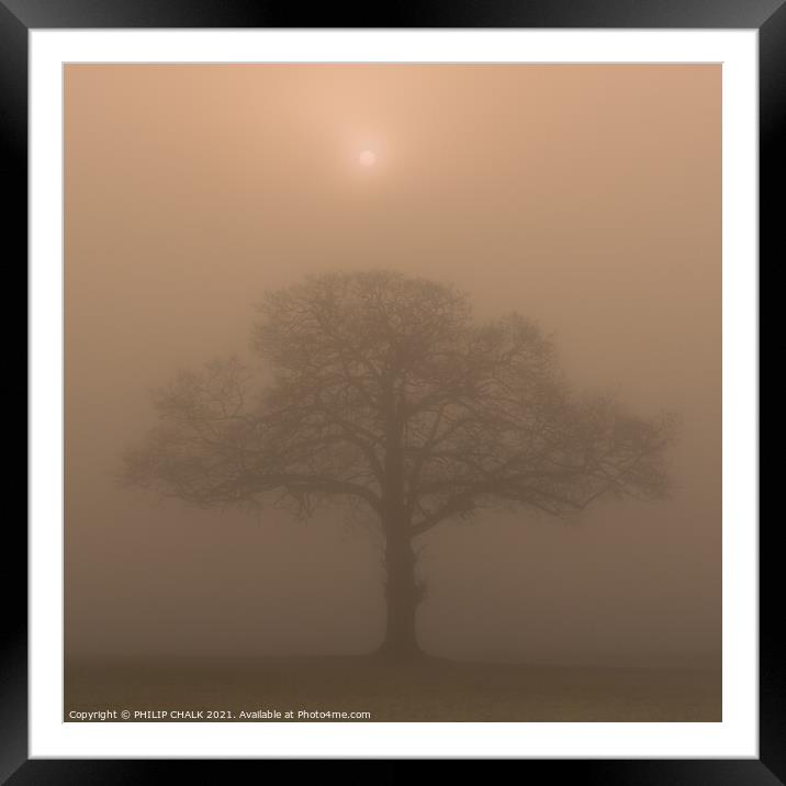 Oak tree in a field at sunrise 342  Framed Mounted Print by PHILIP CHALK