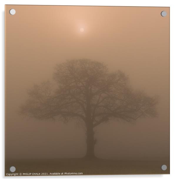 Oak tree in a field at sunrise 342  Acrylic by PHILIP CHALK