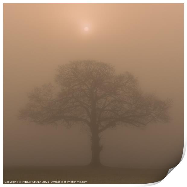 Oak tree in a field at sunrise 342  Print by PHILIP CHALK