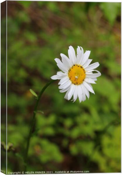 Daisy, white spider and bugs Canvas Print by HELEN PARKER