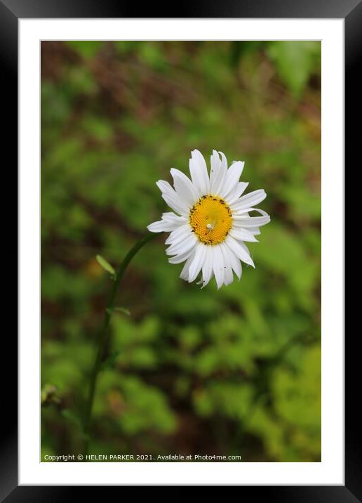 Daisy, white spider and bugs Framed Mounted Print by HELEN PARKER