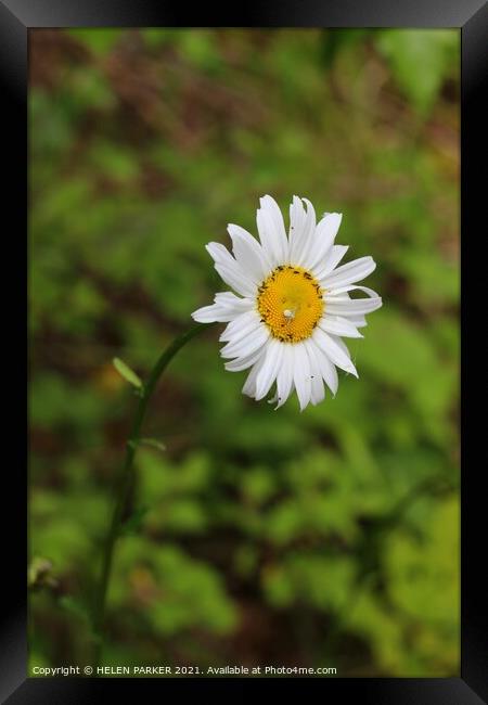 Daisy, white spider and bugs Framed Print by HELEN PARKER