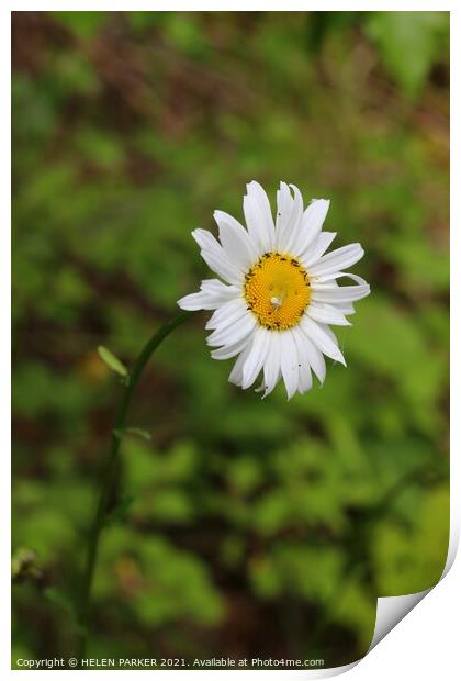 Daisy, white spider and bugs Print by HELEN PARKER
