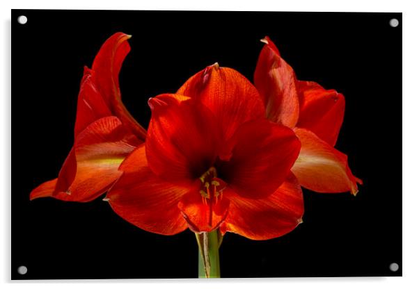 Amaryllis Flower Acrylic by Pete Hemington