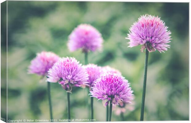 Allium Heads In The Walled Gardens Of West Green H Canvas Print by Peter Greenway