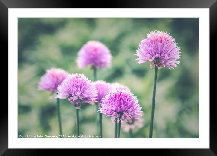 Allium Heads In The Walled Gardens Of West Green H Framed Mounted Print by Peter Greenway