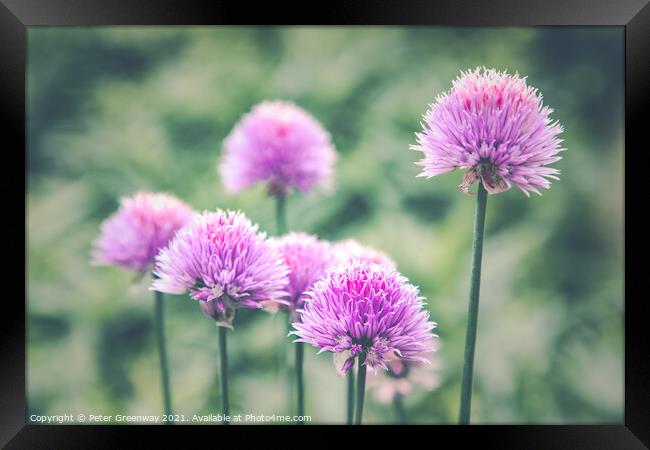 Allium Heads In The Walled Gardens Of West Green H Framed Print by Peter Greenway