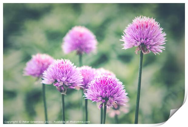 Allium Heads In The Walled Gardens Of West Green H Print by Peter Greenway