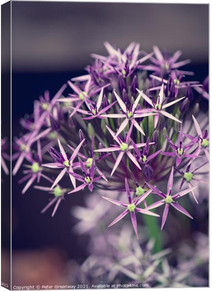 'Star of Persia' Flower In Bloom  Canvas Print by Peter Greenway