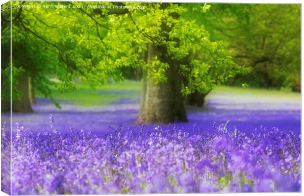 Bluebell Wood Canvas Print by Terri Waters