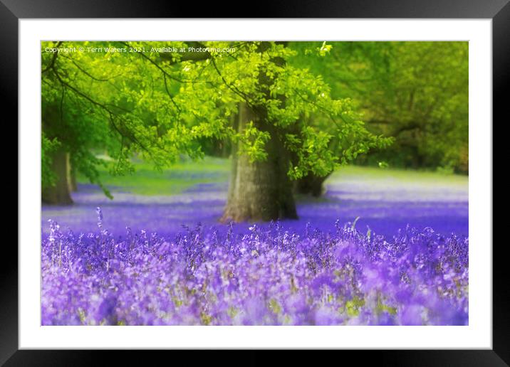 Bluebell Wood Framed Mounted Print by Terri Waters