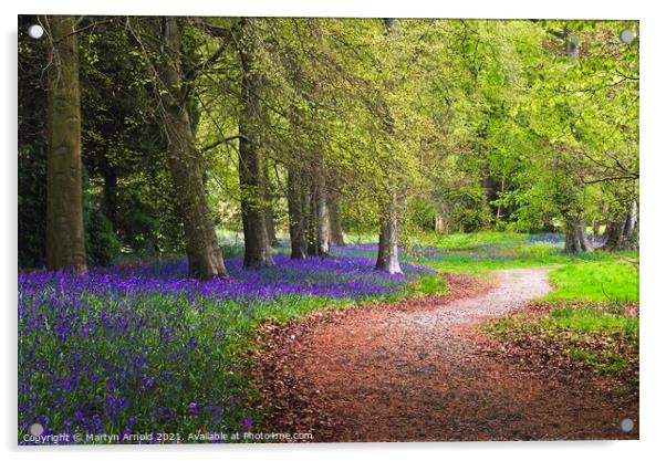 A Walk in the Spring Bluebell Wood Acrylic by Martyn Arnold