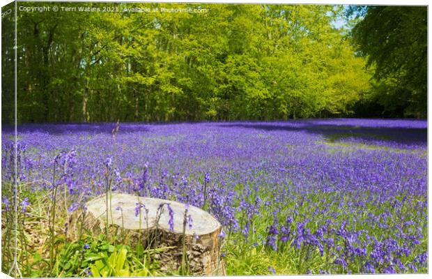 Bluebell Carpet Canvas Print by Terri Waters