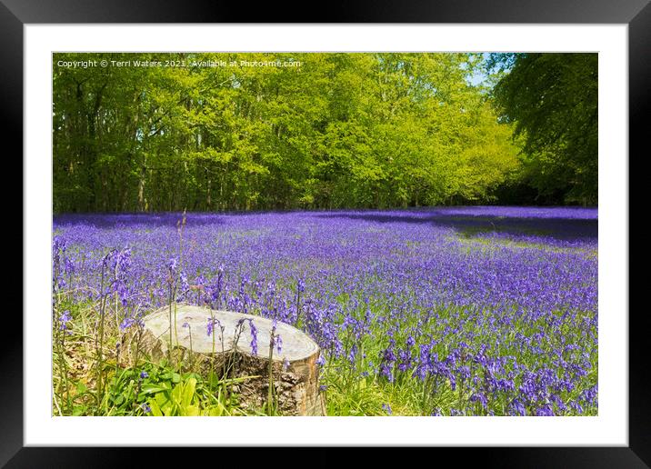 Bluebell Carpet Framed Mounted Print by Terri Waters