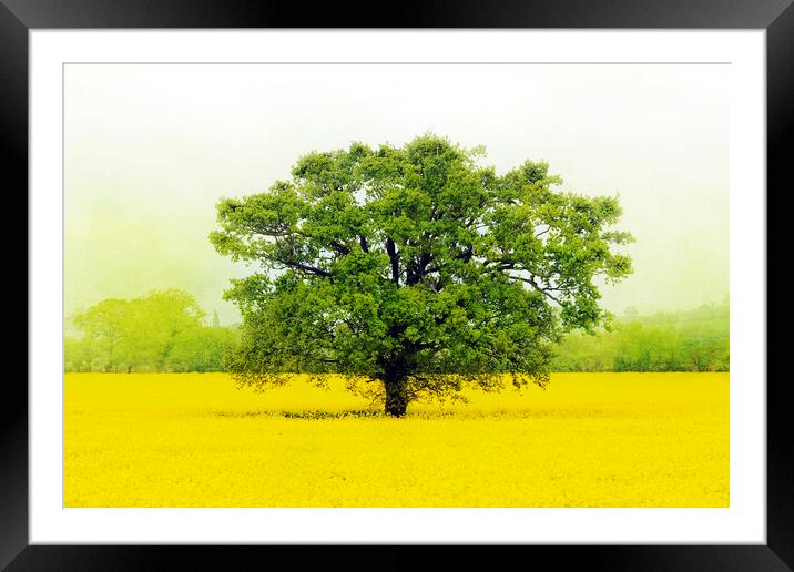 Tree in a Field of Gold Framed Mounted Print by Terri Waters