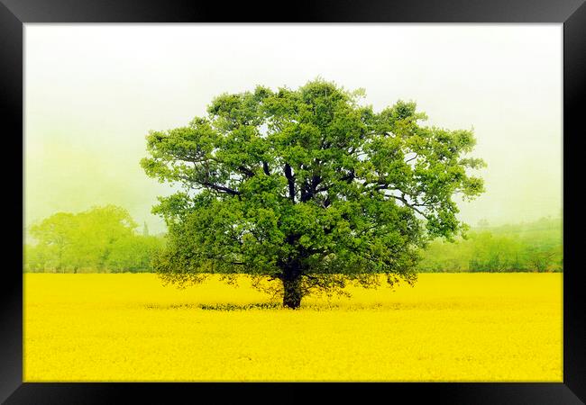 Tree in a Field of Gold Framed Print by Terri Waters