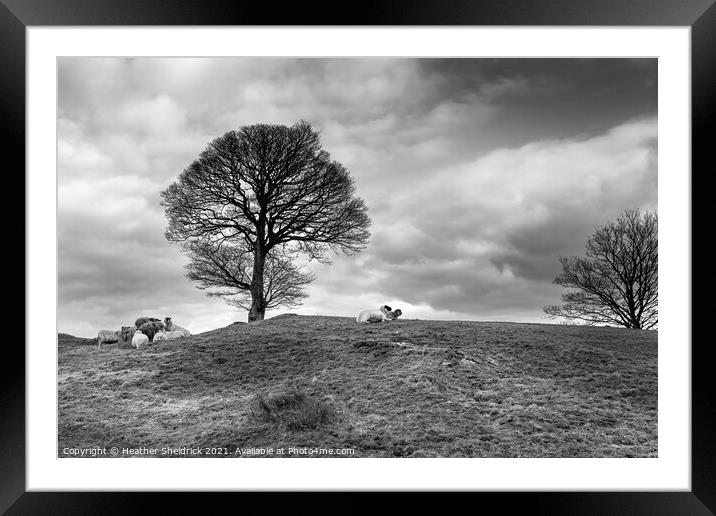 Sheep feeding by winter tree 2 Framed Mounted Print by Heather Sheldrick