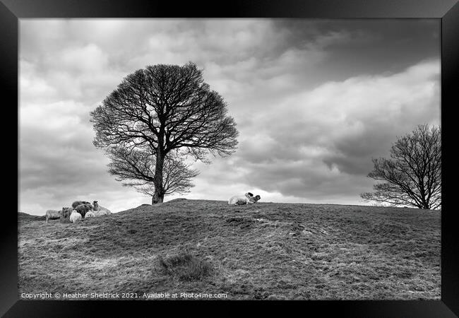 Sheep feeding by winter tree 2 Framed Print by Heather Sheldrick
