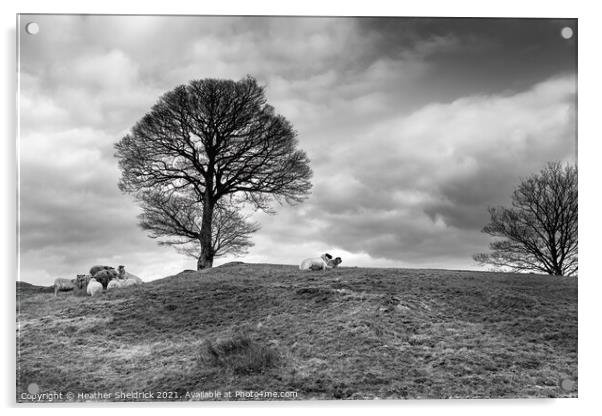 Sheep feeding by winter tree 2 Acrylic by Heather Sheldrick