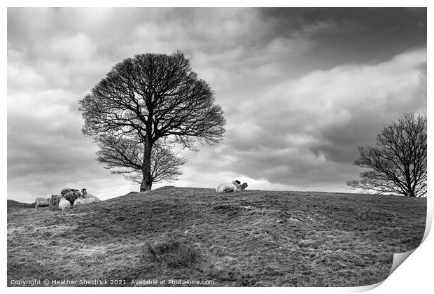 Sheep feeding by winter tree 2 Print by Heather Sheldrick