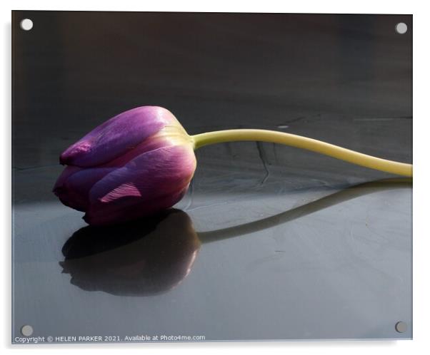 A purple tulip Acrylic by HELEN PARKER