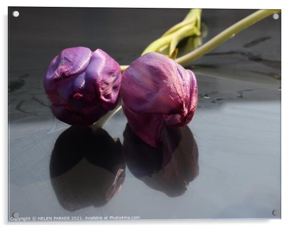 Two Purple Tulips  Acrylic by HELEN PARKER