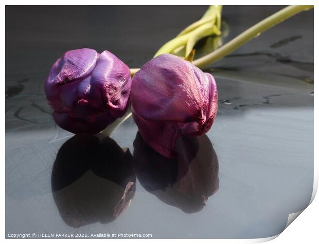 Two Purple Tulips  Print by HELEN PARKER