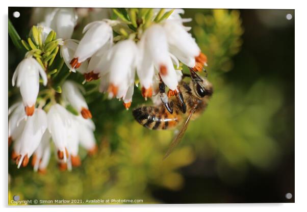 Spring Bee enjoying the garden Scottish Heather Acrylic by Simon Marlow