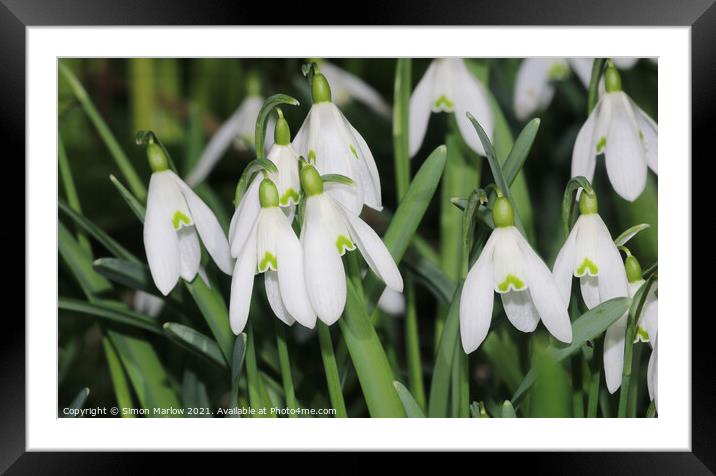 Snowdrops Framed Mounted Print by Simon Marlow