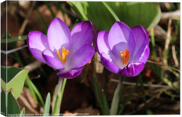 Crocus in Spring Canvas Print by Simon Marlow