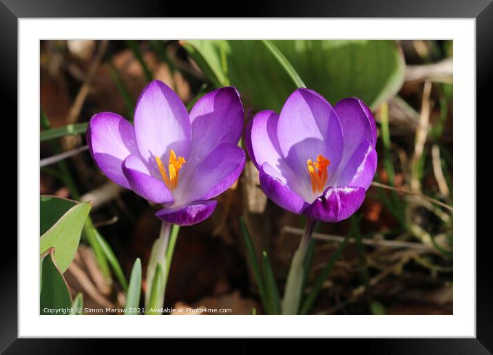 Crocus in Spring Framed Mounted Print by Simon Marlow