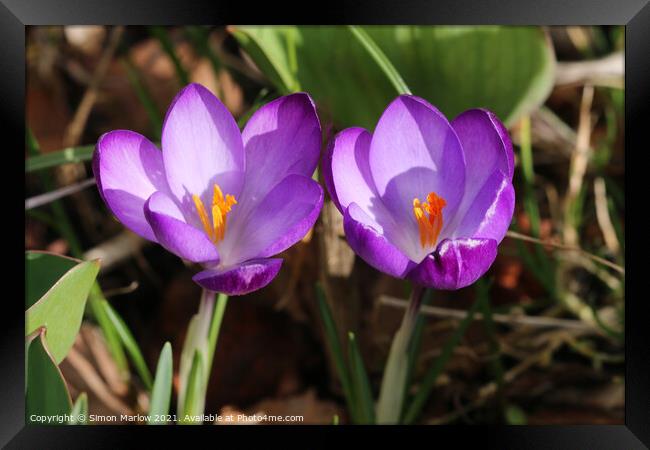 Crocus in Spring Framed Print by Simon Marlow