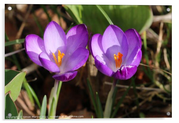 Crocus in Spring Acrylic by Simon Marlow