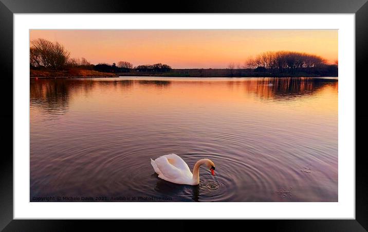 Lone Swan, Fairhaven Lake Framed Mounted Print by Michele Davis