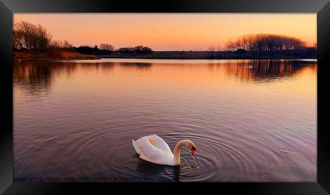 Lone Swan, Fairhaven Lake Framed Print by Michele Davis