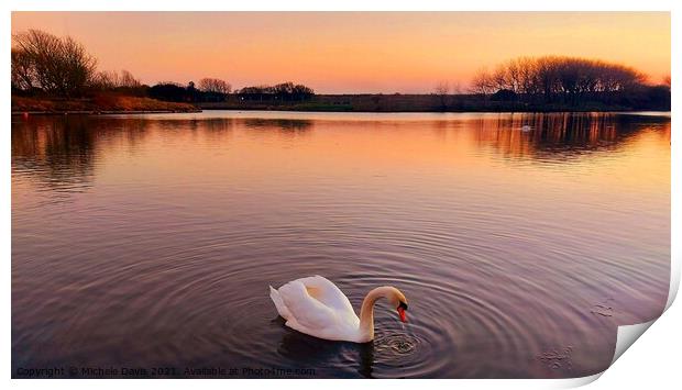 Lone Swan, Fairhaven Lake Print by Michele Davis