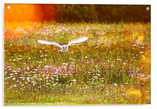Majestic Barn Owl in its Natural Habitat Acrylic by Simon Marlow