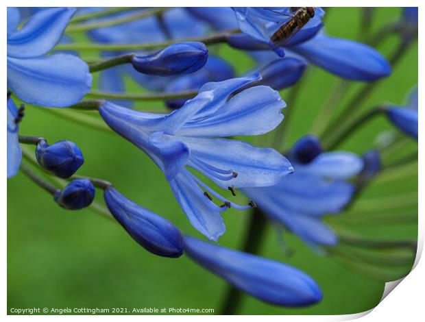 Blue Agapanthus Print by Angela Cottingham