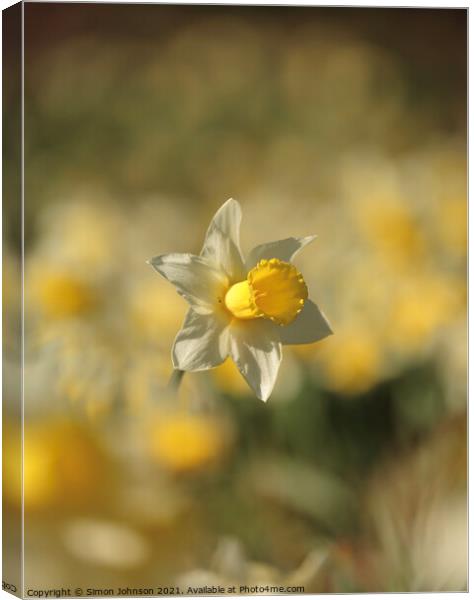 Daffodil flower  Canvas Print by Simon Johnson