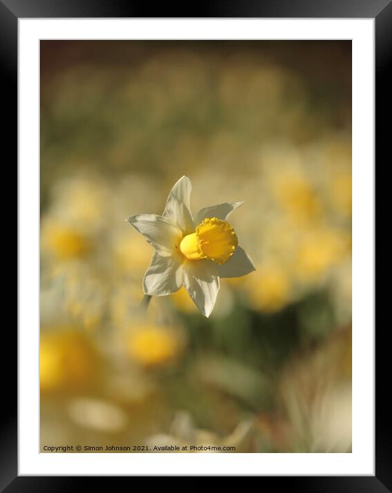 Daffodil flower  Framed Mounted Print by Simon Johnson