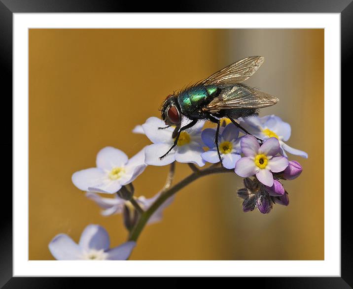 Greenbottle on Forget Me Not Framed Mounted Print by Richard Peck