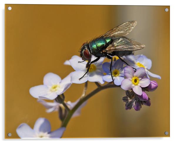 Greenbottle on Forget Me Not Acrylic by Richard Peck