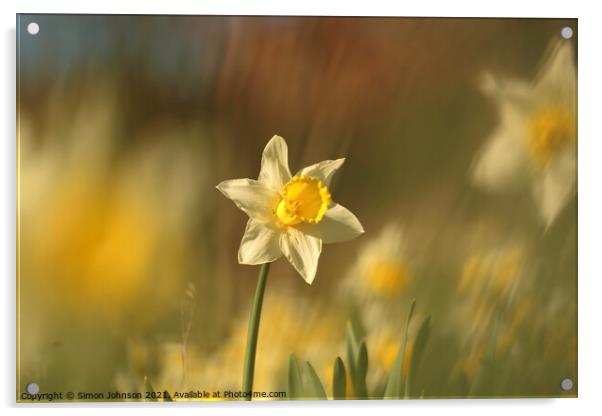 Daffodil flower Acrylic by Simon Johnson