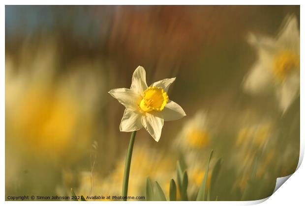 Daffodil flower Print by Simon Johnson