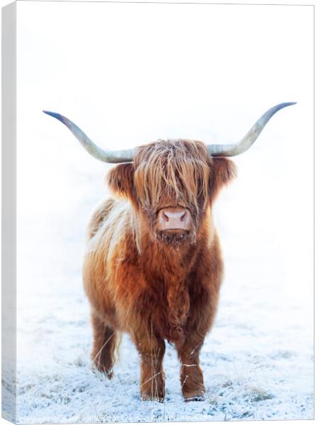 Highland cow, Glen Nevis, Scotland Canvas Print by Justin Foulkes