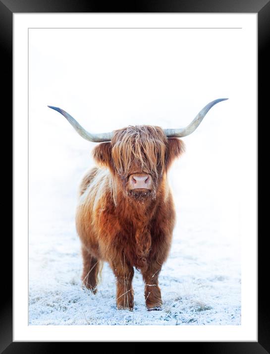 Highland cow, Glen Nevis, Scotland Framed Mounted Print by Justin Foulkes