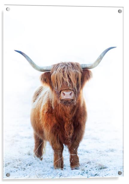 Highland cow, Glen Nevis, Scotland Acrylic by Justin Foulkes