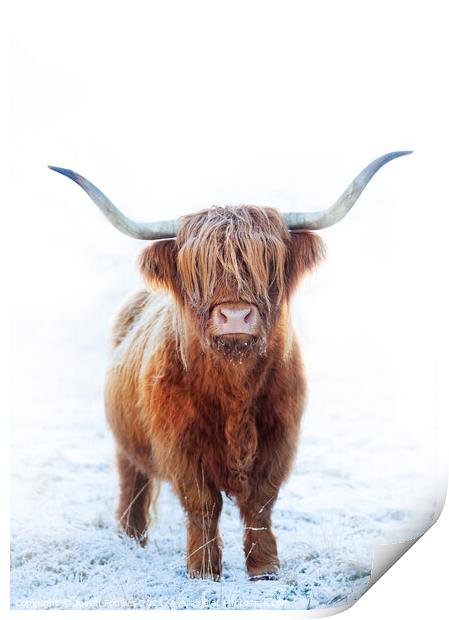 Highland cow, Glen Nevis, Scotland Print by Justin Foulkes