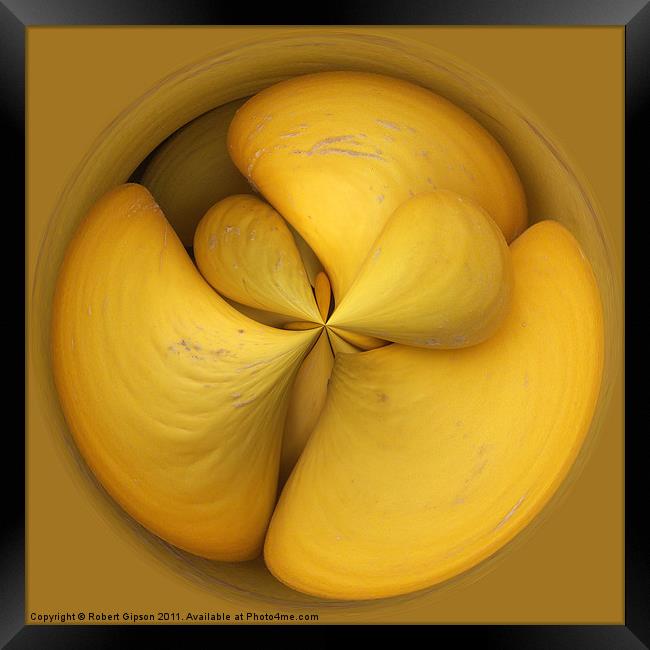 Spherical melons. Framed Print by Robert Gipson